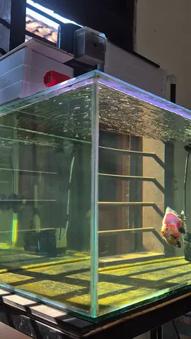 Bagaimana seninmu? #Goldfish #Fyp #ikanmaskoki 