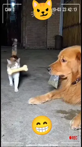 #catlover #dog #comics 
