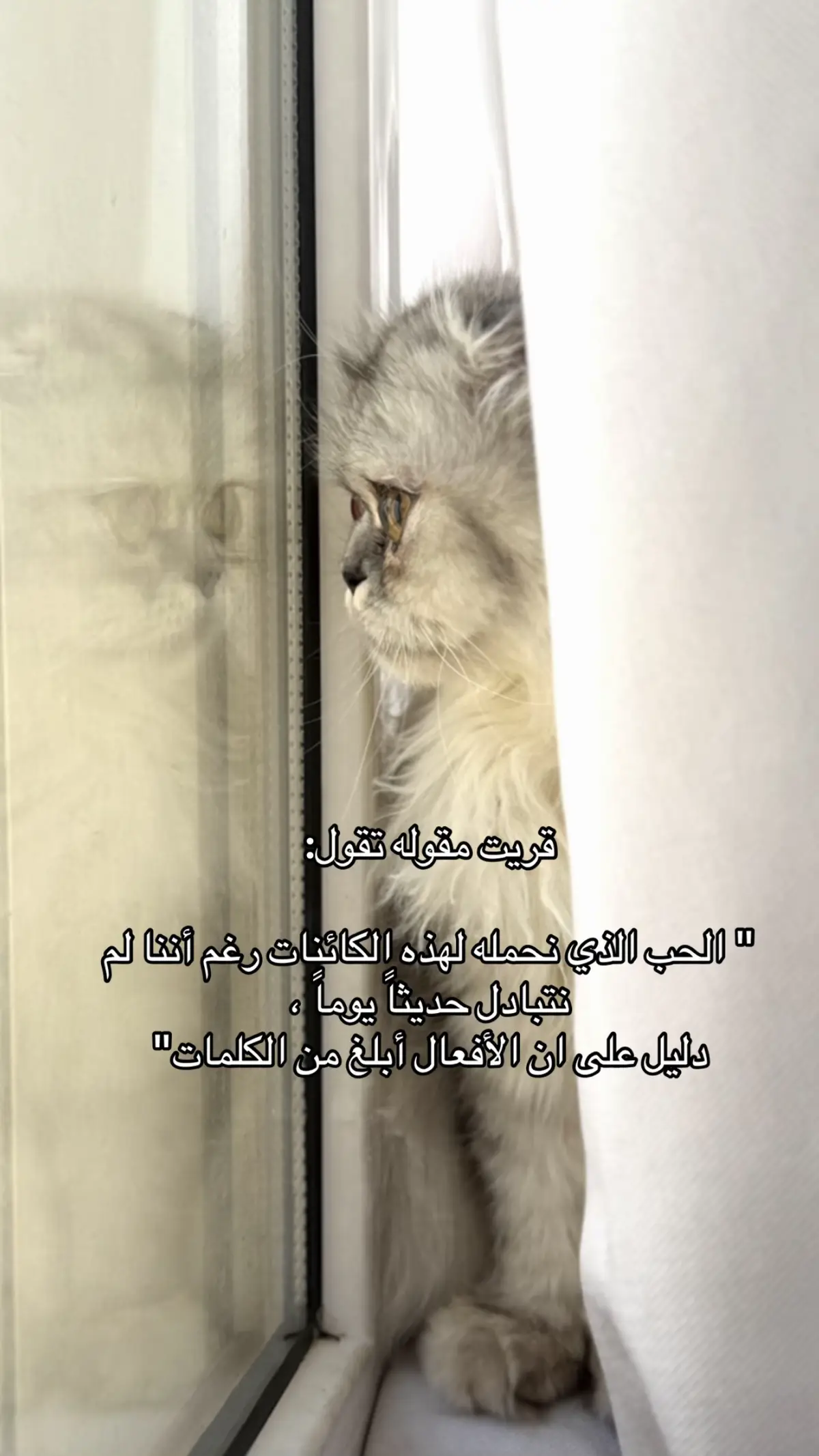 #قطتي_ميمي #قطط #cat #