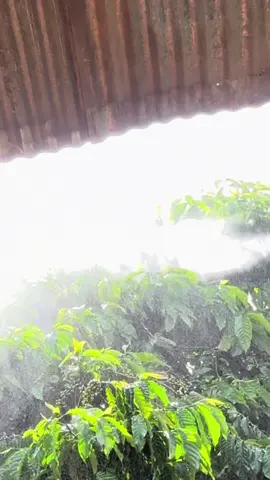 Làm cữ sâu rầy rệp, dưỡng trái , để có mà hái hehe #CapCut #càphê #hotieu #lamnong #phivuongfammer 