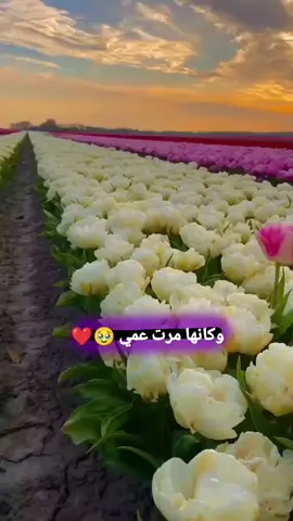 @Amal  عندي اجمل واحن مرت عم في دنيا 🥺❤