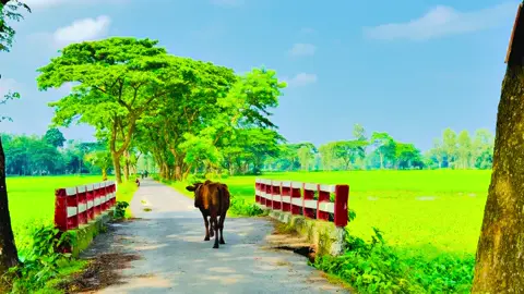 দিলের সাধ মিটিয়ে তোমাই দেখবো......😩❤️‍🩹🌿#viral #anfeezemyaccont #sky #greenscreen #viral_video_tiktok 