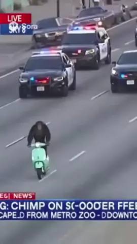 Chimpanzee running away from police on the vespa