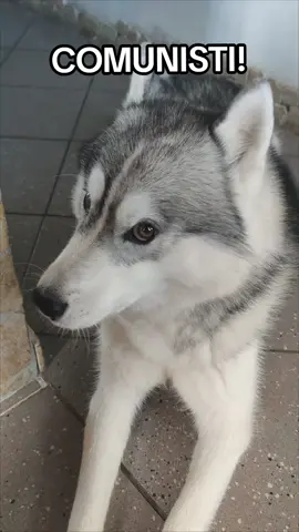 #comunisti #husky #pet 