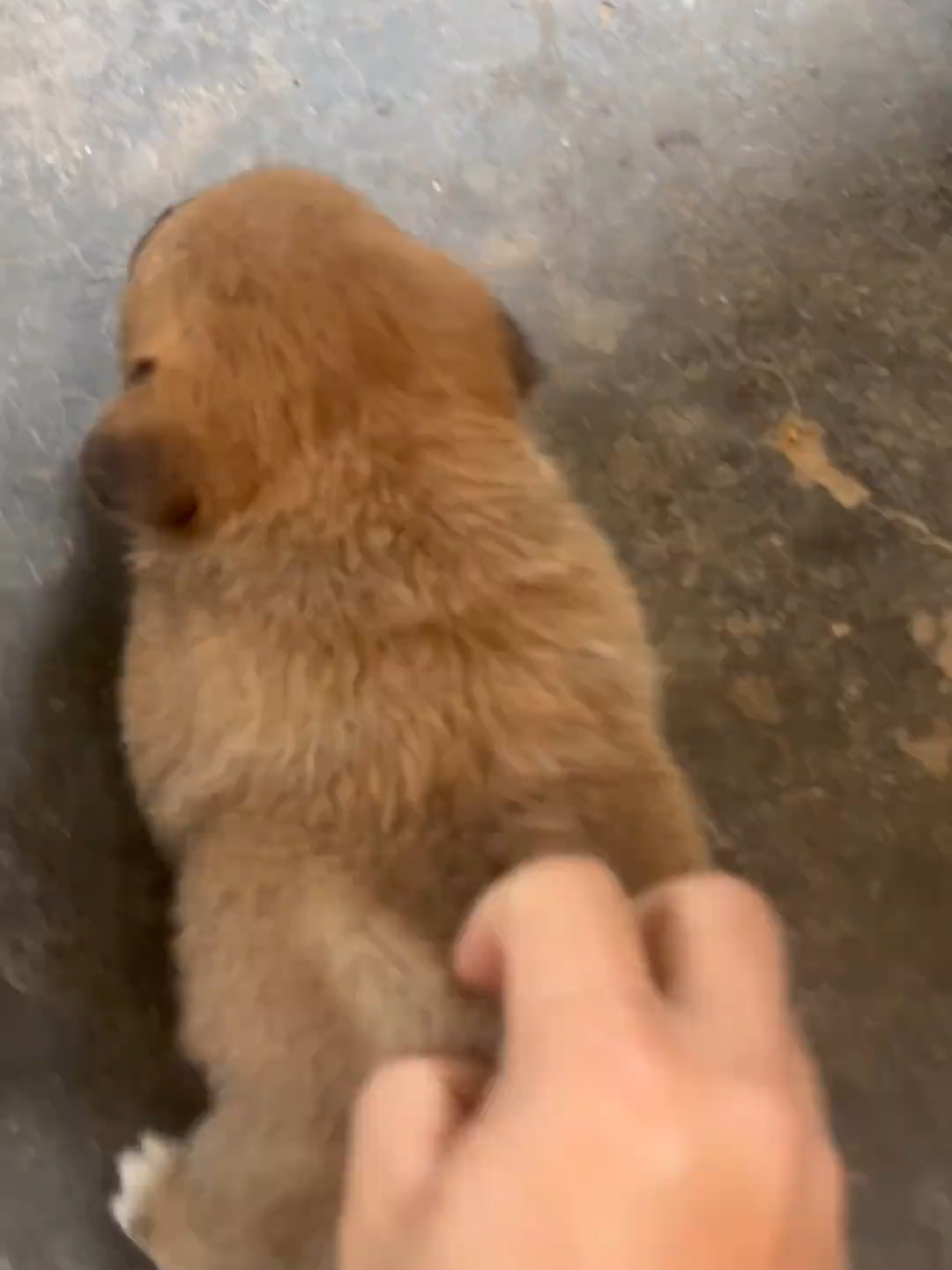 #cutedogvideo #foryoupage❤️❤️ #dogloversfeed #viralvideos #doggo