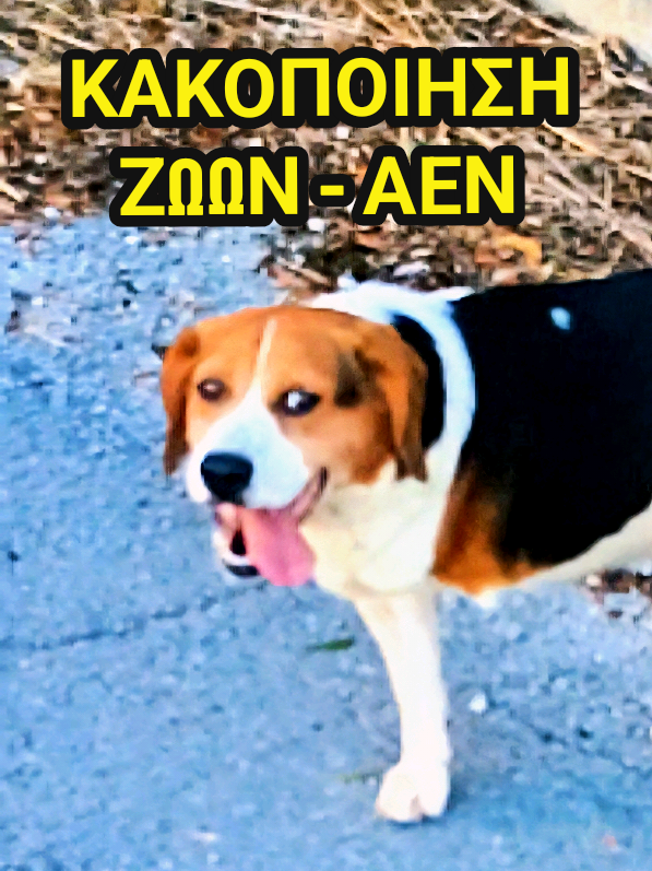 💥Κακοποιούν ζώα στην ΑΕΝ Πρέβεζας; @Βασίλης Κικίλιας  #φιλοζωοι  #σκυλος  #σκυλια  #σκυλακια🐶🐶 