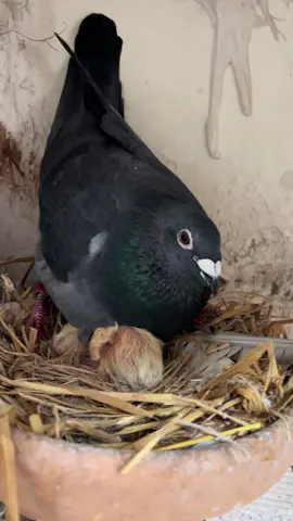 Black Rocket 🚀 On Duty 🐣 #Alhamdulillah #breedingseason #Brothersloft 