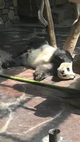#pandalover🐼 #viralvideos #foryour #panda
