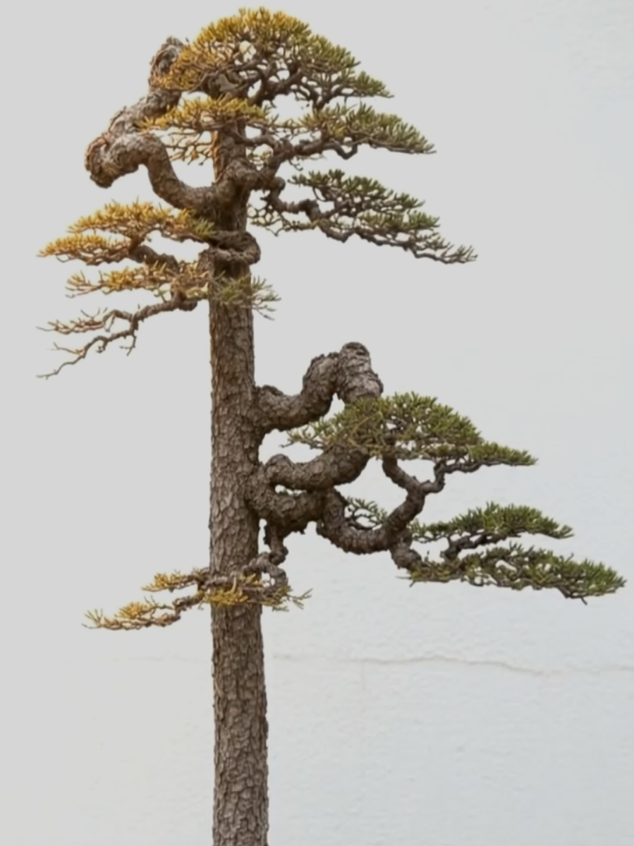 Dáng trực - Chokkan #bonsai #bonsaiworld #bonsaiart #bonsailife #câycảnh