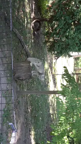 Such a pretty fox!  #fox #foxesoftiktok #animaltok #naturephotography #natgeowild 