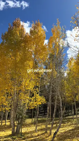 Utah fall>> 🤩🍂 #fall #utahfall #utah #girlwhatever #falltrees 