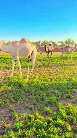 @ســــيــف  seif🍂⛓️ @ابو ريم المالكي 🦅✊️✌️ @جمعة احمد المالكي @أحمد المالكي 