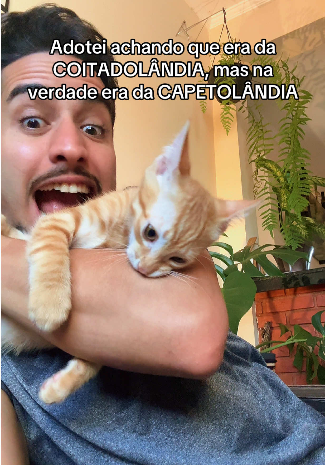Fui completamente iludido 😿 #cats #orangetabby #catlover #gatos #fofura 