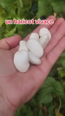 le haricot orteil du prêcheur est vivace et peut repartir d'une année sur l'autre. il faut néanmoins protéger la souche en hiver car elle est gélive. ceux-là ont été semés au printemps 2024 et cette année ils produisent enfin des graines  #autonomiealimentaire #haricot #graine #haricotorteilduprecheur 