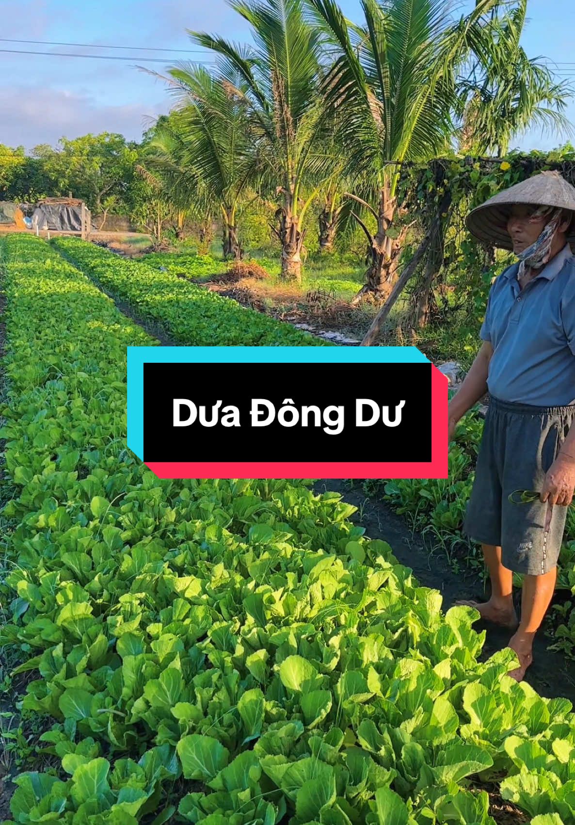 Dưa này muối ngon lắm nha mn ơi #nongnghiep #ongluonglamnong #quehuong #bome #xuhuong 