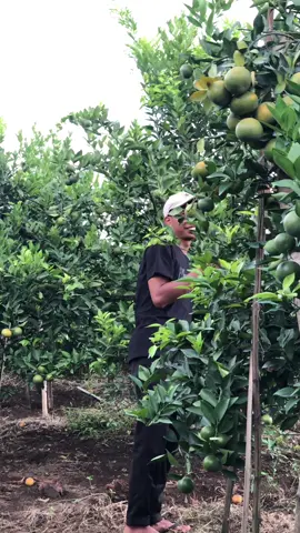 Wonge rodok sad  @CAKMAN_ TANI 🌱  #fyppppppppppppppppppppppp #fyp ###jerukmanis🍊 #jerukmalang #jerukponcokusumo 