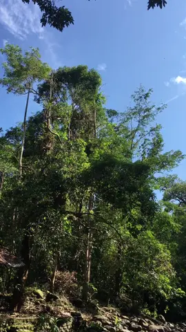 free to use pang md.😍🍃 #nature #naturelover #naturetherapy #fyp #agbalit #river #kasalanan #trendingsong #foryoupage #viral 
