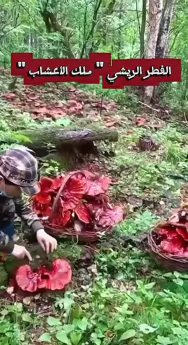 ( الفطر الريشي ♥️ ) أو الجانوديرما  خير مانبدأ به يومنا ( للصغار والكبار ) ✨  غذاء طبيعي يصنف ضمن الأغذية الخارقة ⚡️🍄  يوازن مناعة الجسم 🩻 ويغذي الخلايا بالأكسجين 💨 يطرد السموم وأسباب الأمراض من الجسم 🦠 ولذلك يسميه الصينيين ( فطر الخلود ) لأنهم يرون من يداوم عليه غالبًا لا تصيبه الأمراض المزمنة ويبقى صحيًا طوال حياته ✨ وشركة DXN أوثق مصدر له منذ عقود ♥️ كود الخصم / عضوية DXN   ( 826678894 ) عواطف ⛅️ #الفطر_الريشي #منتجات_عنايه #منتجات_عنايه #منتجاتdxn #الشعب_الصيني_ماله_حل😂😂 