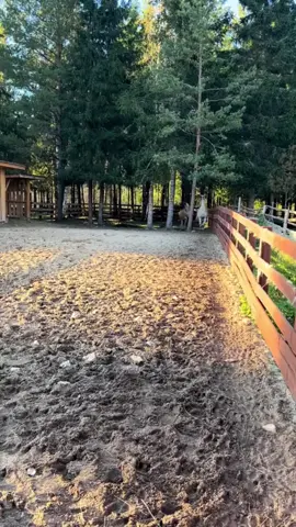 #lama Follow me pls #subscribe  #animals #funnymoments 