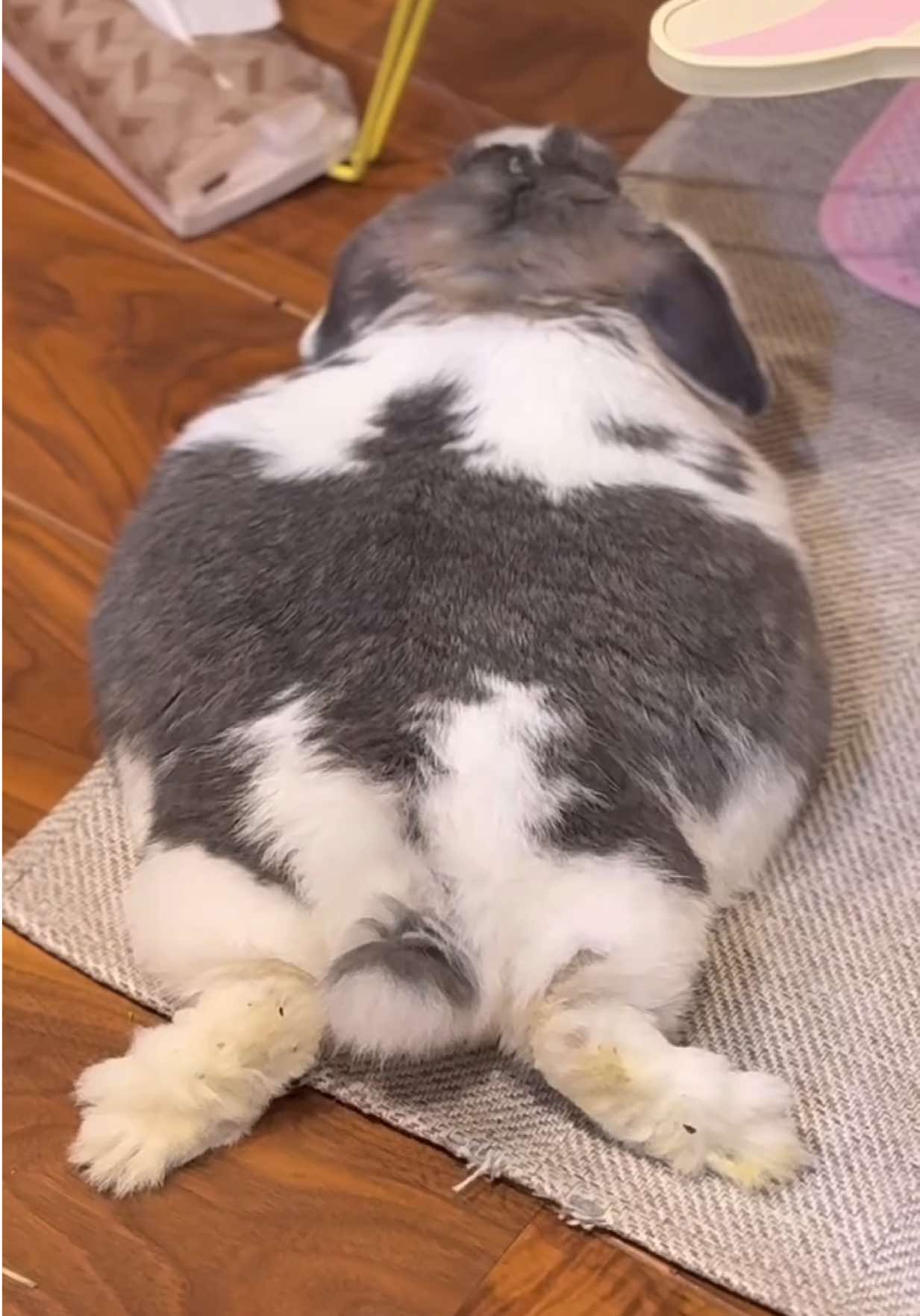 太り過ぎた女の子のダイエット日記 （ホーランドロップイヤー） 飼い主の無知な飼育でここまで太りました She’s a big Holland Lop girl weighing 7.3 lbs 🐰 Because of my lack of knowledge, I used to feed her as much as she wanted… and she ended up getting this chubby!  I really want her to live a long, healthy life, so we’ve started her diet. If you have any recommendations for good hay or food, please let me know in the comments!! 🙏💬 I think there’s a lot more great information about rabbits in the U.S. than in Japan!! 🐰💡🇺🇸 เธอเป็นกระต่ายสาวพันธุ์ฮอลแลนด์ลอปตัวใหญ่ น้ำหนัก 3.3 กก. 🐰 เพราะฉันไม่ค่อยมีความรู้มากนัก เลยให้อาหารเธอเท่าที่เธออยากกิน… จนตอนนี้อ้วนขนาดนี้เลย  ฉันอยากให้เธอมีชีวิตที่ยืนยาวและแข็งแรง ก็เลยเริ่มให้เธอลดน้ำหนักแล้วค่ะ ถ้าใครมีหญ้าหรืออาหารที่อยากแนะนำ รบกวนคอมเมนต์บอกหน่อยนะคะ 🙏💬 #うさぎ #rabbit #bunny 