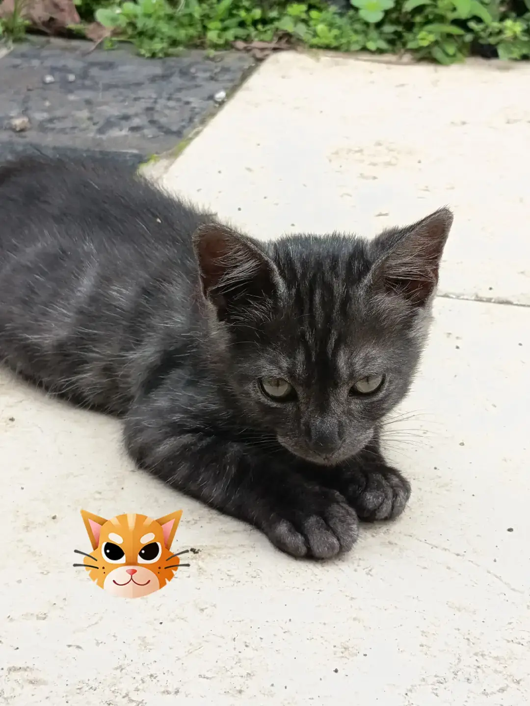 Batman ekspresi nya kaya bad boy 😹 #fyp #kitten #catlover #funny #cute 
