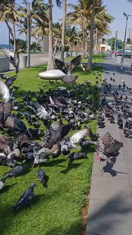 💜🌊#explore #foryou #ترند #جدة #الواجهه_البحريه 