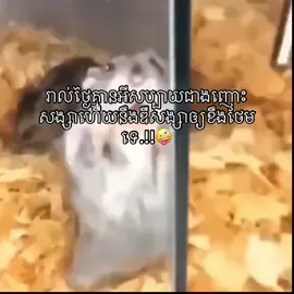 @👤 សប្បាយកប់#yfpシforyou #typ 