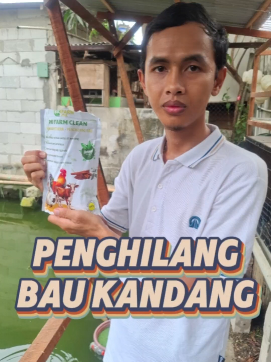 Penghilang bau kandang ayam #baukandang #amonia #kandangayam #rampesfarm 