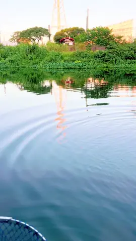 #nguoivietnamtaidailoan #dayuantaiwan🇹🇼 #caucagiaitri gặp ng ae cùng huyện khác xã .báo cá liên tục.nụ cười của ng chiến thắng.tiếc pha cuối va hàng mà bị đứt trục☺️