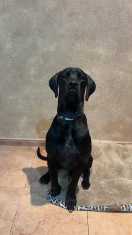 No fue exactamente así pero lo que está claro es que somos familia numerosa 🤣🖤🖤🖤🤍 #perro #amor #familia @Lolicaa🐆💋 @Lola 