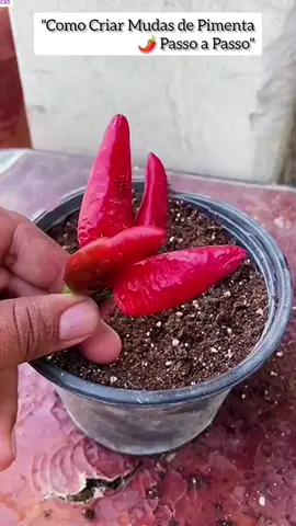 #horta #hortaemcasa #hortaliças #picante  #pimenta 