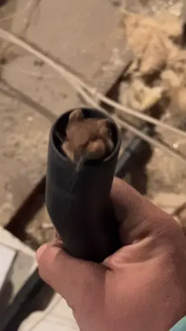 Granular insulation removal but Hoover keeps blocking with mice 🤣 #construction #builder #work #mouse #titan 