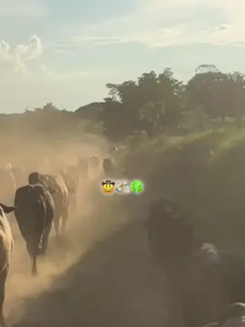 #parati #viralvideos #ganaderia🐂 #vaquero🤠 