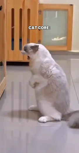 More cat core for you! #cat #funnycat #cutecat 