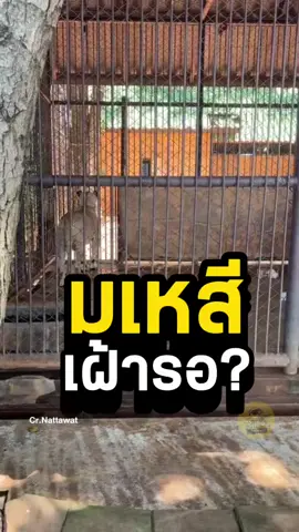 ผ่านไป1คืน น้องมเหสีกินอาหารได้น้อย มีอาการเศร้า เหมือนเฝ้ารอเจ้าของ #ข่าวTikTok #สัตว์อสูร #น้องมเหสี #มเหสี #สวนสัตว์บึงฉวาก 