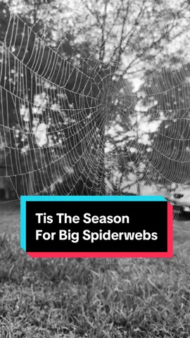 It’s that time of year. saw this big web this morning. #spookyseason #spiderweb #spider #autumn #halloween 
