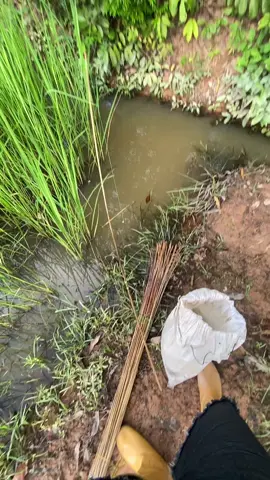 #ขอบคุณน้าๆทีความเม้นแหละกดติดตามผมน่ะครับ❤️🙏#ใส่เบ็ดอยู่นา #บ่มักแน่บ้อ_ผู้บ่าวหาอยู่หากินนิ😂 