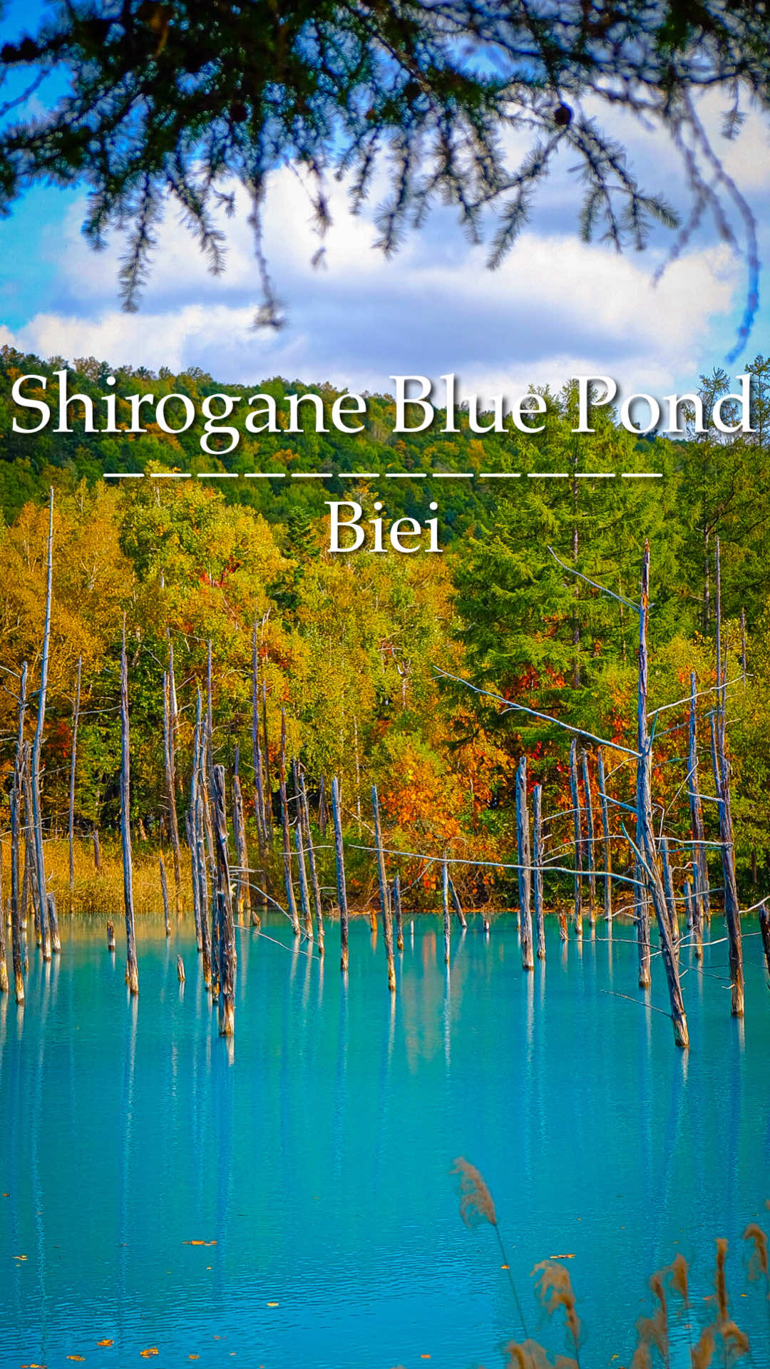Shirogane Blue Pond / 📍Biei (青い池 / 📍美瑛) ． ． いつでも観光客で賑わう青い池。 秋に訪れるのは今回が初めてでしたが、池の青さと紅葉に色味がお気に入り。 秋が好きな理由のひとつで、このブルーとオレンジの組み合わせが好きだからかもしれない。 冬にも訪れたいなぁ。 ． ． #北海道 #おすすめ #秋 #紅葉 #hokkaido