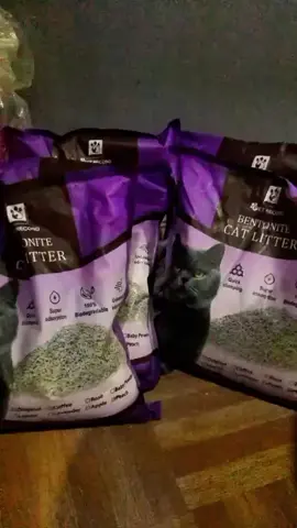 Pet Record Cat Litter Sand #bentonitecatlitter #cat #cats #cocoandsalty 