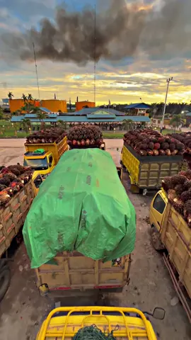 info bongkaran#fyppppppppppppppppppppppp #sawitkalimantan 