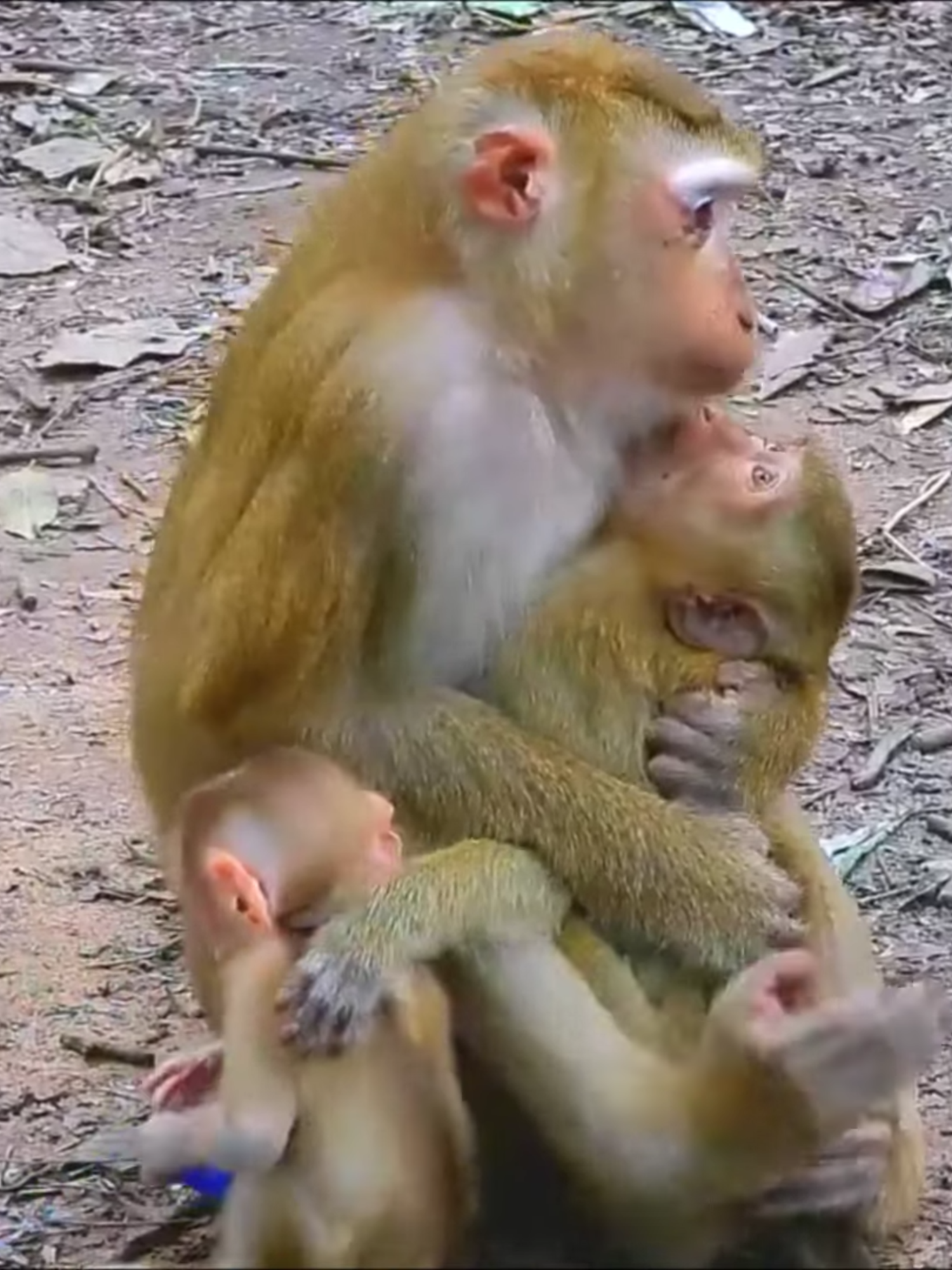 Oh God Why Mom Leave Baby Alone#monkeylifelove #monkeydluffy