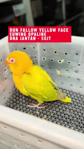 DUN FALLOW YELLOW FACE EUWING OPALINE POSSIBLE SPLIT BLUE1BLUE2. #lovebirds #birds 