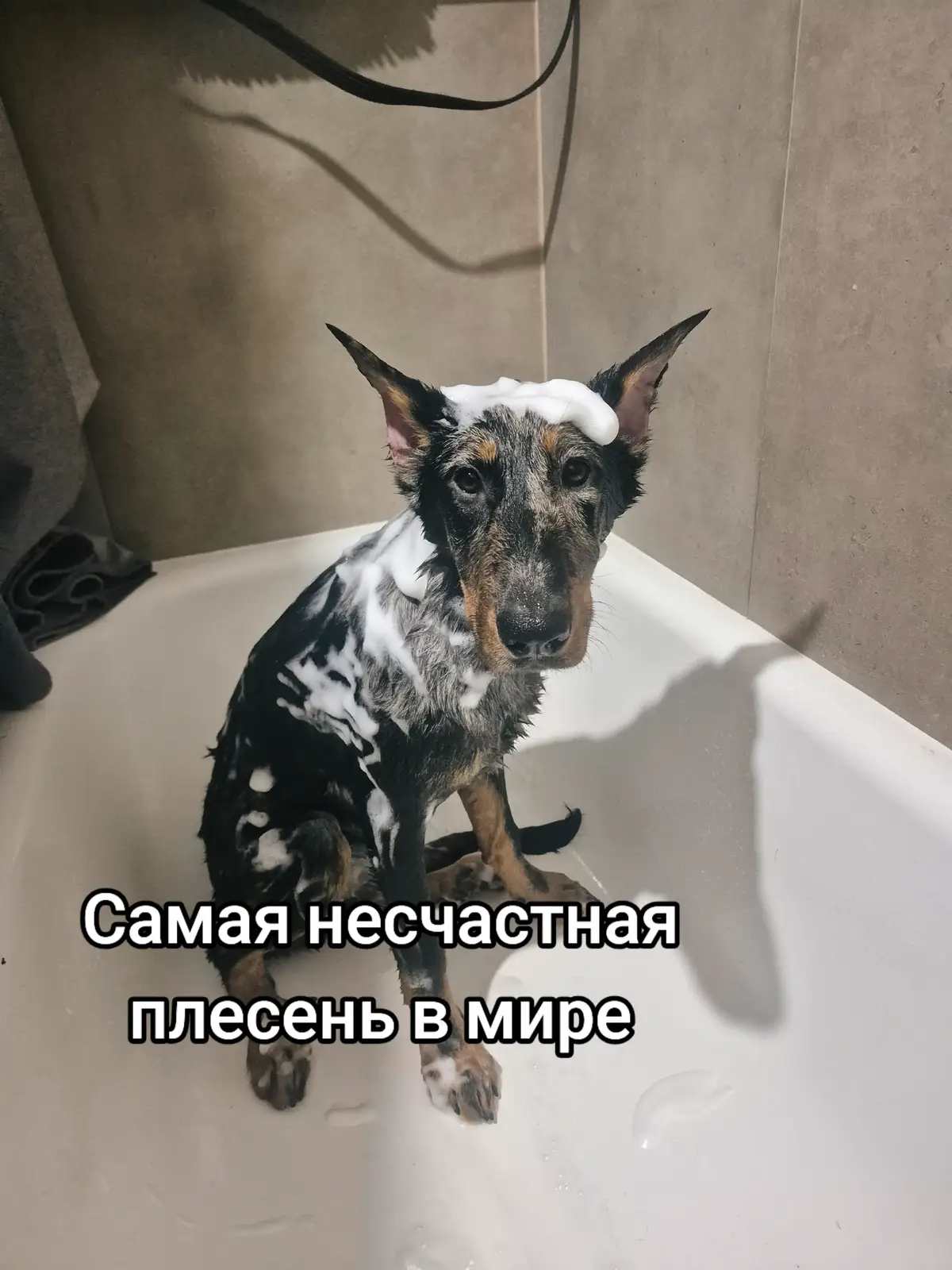 наш тгк: Голубая плесень  #beauceronpuppy #beauceron #dogtok #recommendations #belarus 