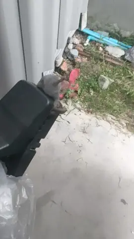 #ที่ดักหนู #กับดักหนูราคาถูก 