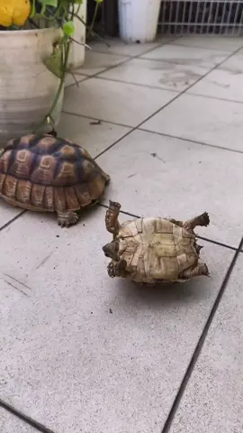 kura kura terbalik #sulcatatortoise #babysulcata #kurakuradarat #tortoise 