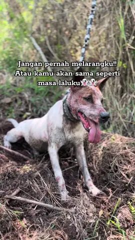 Jangan sesekali🤫 #fyp #porbi_sumbar #porbimarenten #👑saljuteam #porbisolok 