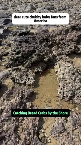 Catching Bread Crabs by the Shore – Big Holiday Harvest Have you ever seen a bread crab? In this video, I take you along to the rocky shore during low tide to discover and catch these large, red crabs that can weigh up to 500 grams each. That's over a pound of delicious, meaty crab! First, I show you how to tell the difference between male and female crabs. The male crab's underside is triangular, while the female's is rectangular. It's a simple but fascinating way to identify them in the wild. But beware - these crabs are not shy. One even tried to pinch me! That's why it's important never to grab them with bare hands. Instead, use a tool like an iron hook for both safety and efficiency. Bread crabs love to hide in the cracks of rocks, especially when the tide goes out and the weather gets colder. They burrow into the stones to keep warm, which makes low tide the perfect time to find them. During this season, crabs are at their fattest and sweetest, making them a true delicacy for seafood lovers. In the reef area, I wasn't the only one out searching. The holiday brought crowds of people, all eager to take home their share of these delicious crabs. Still, it's important not to be greedy. After catching a few big bread crabs, I decided to leave the rest for others, because nature should be shared. Do people in America really not like eating crabs? I've always wondered. If you're watching from the U.S., let me know in the comments! This video is a mix of seafood adventure, cultural curiosity, and tasty discoveries that make coastal foraging such a fun experience. #sealife #animals #LearnOnTikTok #oceanlife #crabhunting 