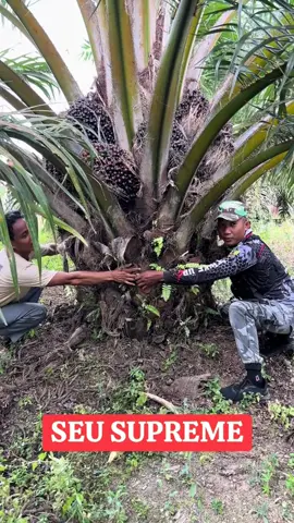 Pesona varietas Seu Supreme 🔥 #fyp #kelapasawit 