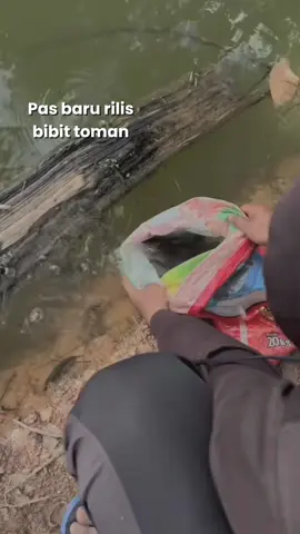 Susah cari spot toman ? Kita usahakan bikin spot sendiri😜. #casting #angler #mancingmania #castingtoman #toman 