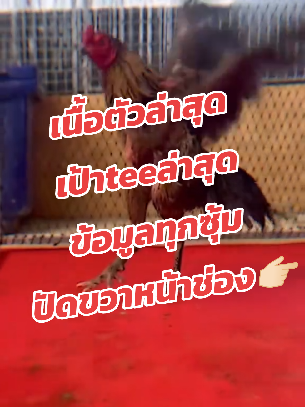 🐓🏆💥🚨 #เจ้านัมเบอร์วัน #ตะวันสีทอง #นัมเบอร์วัน #ตะวันสีทองฟาร์ม #เสี่ยเบียร์ตะวันสีทอง 
